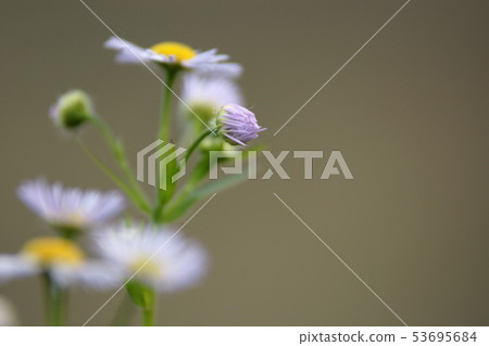 Tottori four season walk winter flower 53695684