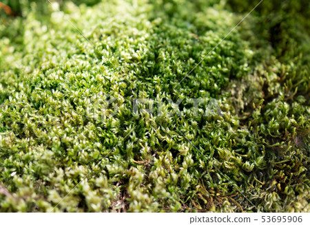 Fluffy soft green moss in the forest. 53695906