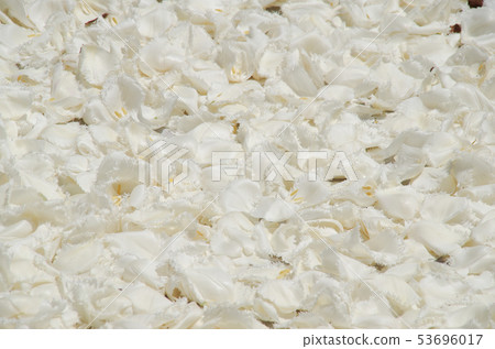 Tulip Carpet 53696017