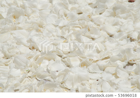 Tulip Carpet Tulip Carpet 53696018