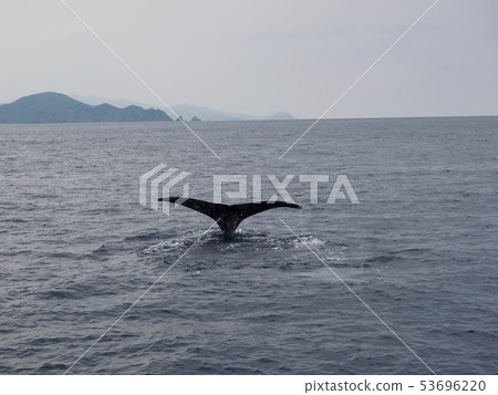 Humpback whale's tail @ Addo 53696220