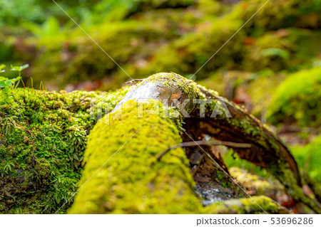 Kashinomori Kashiwagi Shinbu [Nagano Prefecture] 53696286