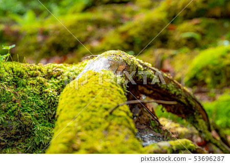 Kashinomori Kashiwagi Shinbu [Nagano Prefecture] 53696287