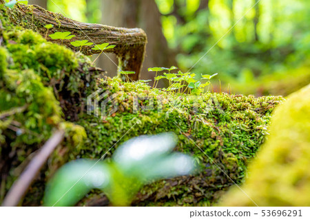 Kashinomori Kashiwagi Shinbu [Nagano Prefecture] 53696291