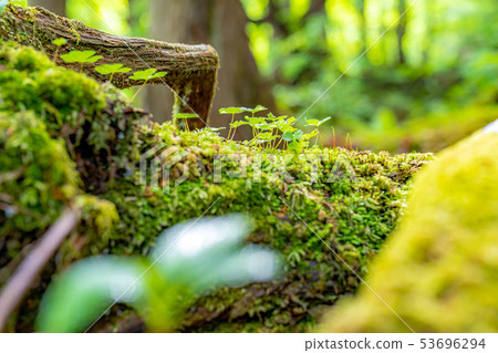 Kashinomori Kashiwagi Shinbu [Nagano Prefecture] 53696294