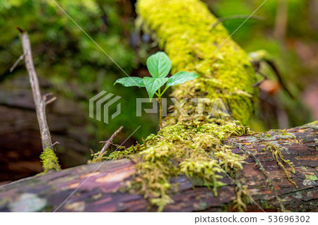 Kashinomori Kashiwagi Shinbu [長野縣] 53696302