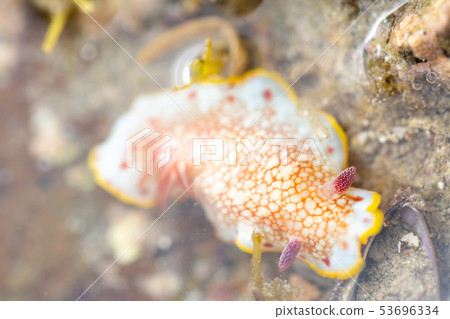 薩拉薩海牛 53696334