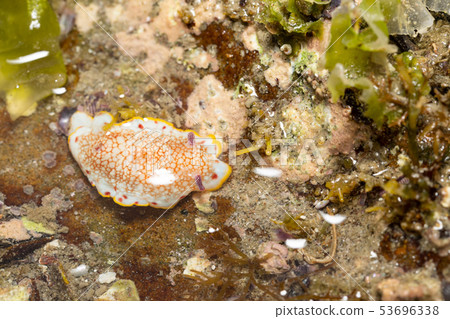 Sarasa sea cow 53696338