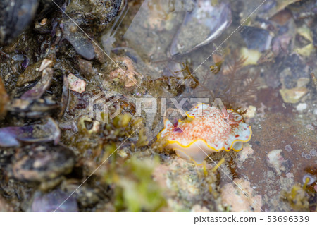 Sarasa sea cow 53696339