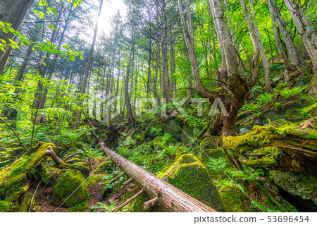 Kashinomori Kashiwagi Shinbu [Nagano Prefecture] 53696454