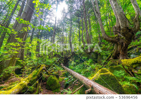 Kashinomori Kashiwagi Shinbu [Nagano Prefecture] 53696456