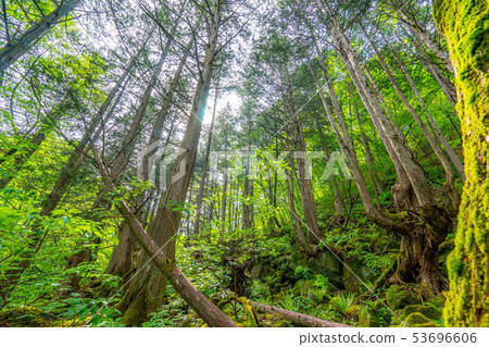 Kashinomori Kashiwagi Shinbu [Nagano Prefecture] 53696606