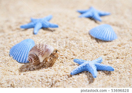 Hermit crab 53696828