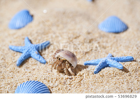 Hermit crab 53696829