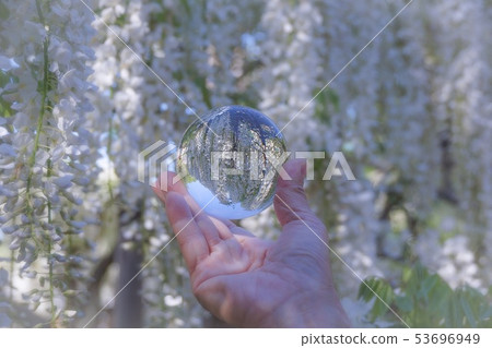 紫藤花和水晶球 紫藤花和水晶球 53696949