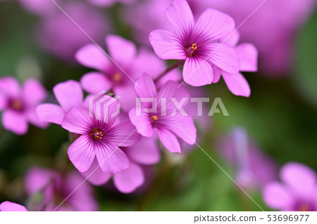 Imokatami (potato) 53696977