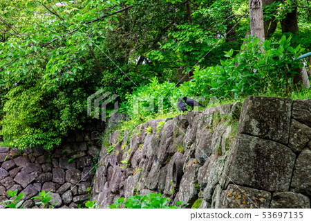 Honmaru Ishigaki Tsushiro ruins 53697135
