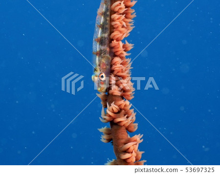 Glass Adze @ Adder 53697325