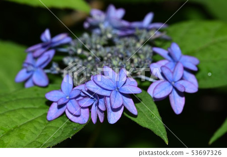 藍色Yamah繡球花 53697326