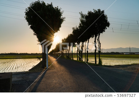 在種植稻田和一條路後 53697327