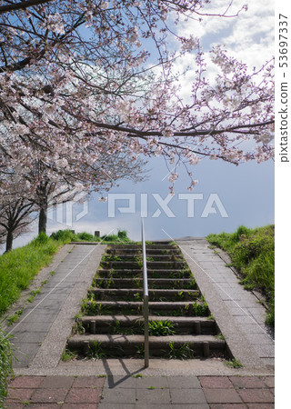 Cherry blossoms and stairs Cherry blossoms and stairs 53697337