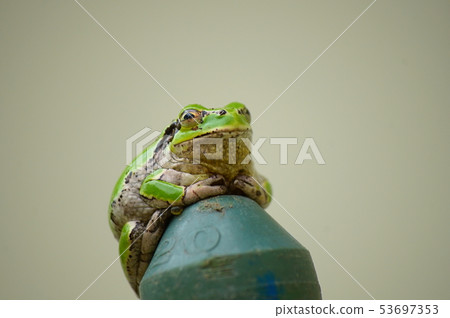 Schlegel frog Schlegel frog 53697353