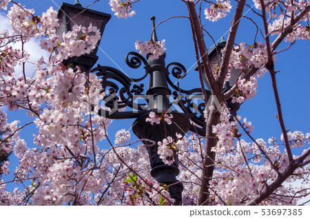 寶塚和花之道的路燈和櫻花 53697385