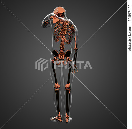 3d rendering of skeleton - Stock Illustration [53697435] - PIXTA