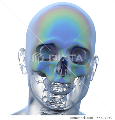 3d rendering of skull - Stock Illustration [53697439] - PIXTA
