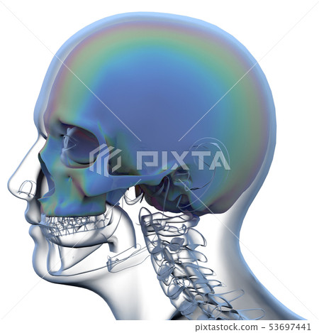 3d rendering of skull - Stock Illustration [53697441] - PIXTA