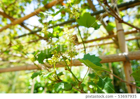 不成熟的小雞 53697935