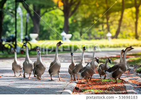 Geese are living in the park 53698183