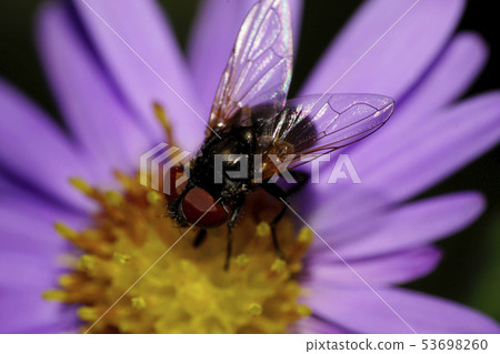 Macro view of the top black caucasian flower flies Macro view of the top black caucasian flower flies 53698260
