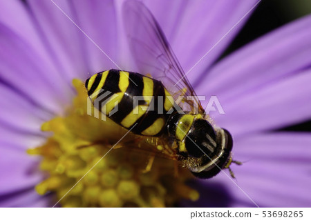 Striped black and yellow fly Caucasian Striped black and yellow fly Caucasian 53698265