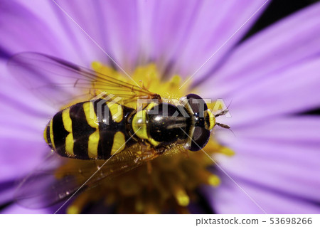 Yellow-black striped caucasian flower fly 53698266