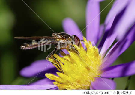 Close-up side view of Caucasian yellow hoverfly Close-up side view of Caucasian yellow hoverfly 53698767