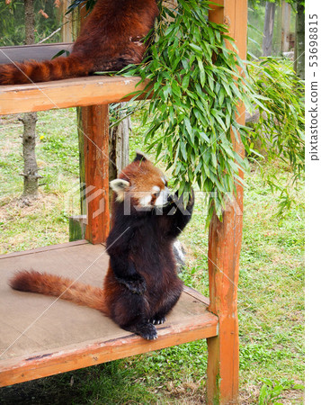 << Zoom >>小熊貓 53698815