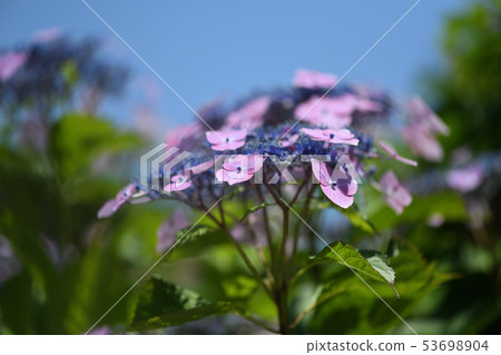 八仙花屬和藍天 八仙花屬和藍天 53698904