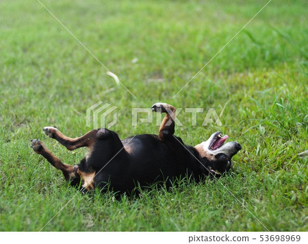 happy black fat lovely cute old miniature pincher happy black fat lovely cute old miniature pincher 53698969