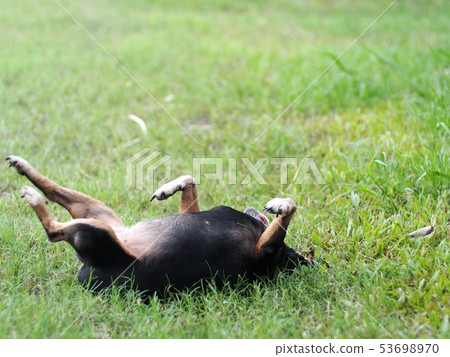 happy black fat lovely cute old miniature pincher happy black fat lovely cute old miniature pincher 53698970
