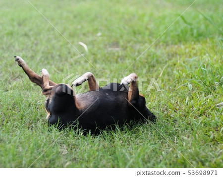 happy black fat lovely cute old miniature pincher happy black fat lovely cute old miniature pincher 53698971