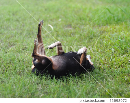 happy black fat lovely cute old miniature pincher happy black fat lovely cute old miniature pincher 53698972
