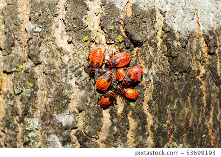 Macro of seven young red bugs soldier Pyrrhocoris 53699193