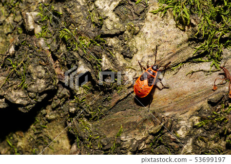 Macro of young bug of soldier on bark Macro of young bug of soldier on bark 53699197