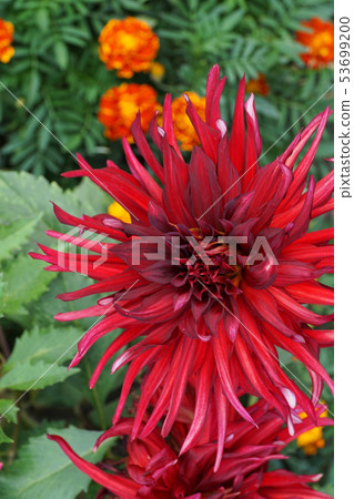 Close-up of Dahlia flower of Akita variety Close-up of Dahlia flower of Akita variety 53699200