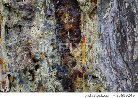Macro of the colorful bark of the Caucasian alpine 53699249