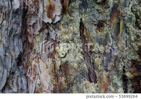 Macro of the yellow-gray bark of the Caucasian 53699264