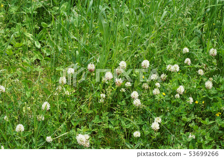 Alpine lawn with mountain clover Trifolium Alpine lawn with mountain clover Trifolium 53699266