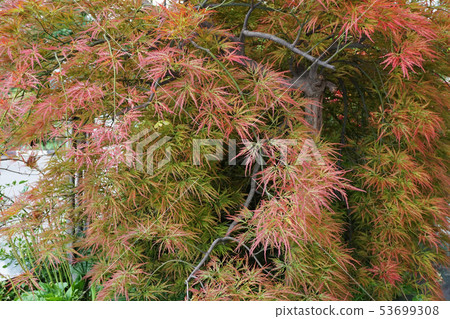 Decorative Caucasian red maple Acer japonicum in 53699308