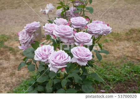 Rose "Blue Bay" 53700020